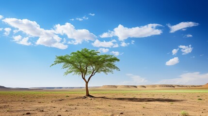 Fototapeta premium Single Green tree in the desert