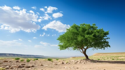 Single Green tree in the desert