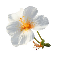 white nasturtium isolated on transparent background, png