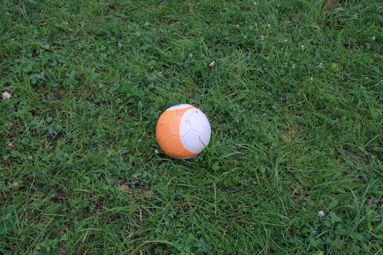 white and orange small ball of green grass.