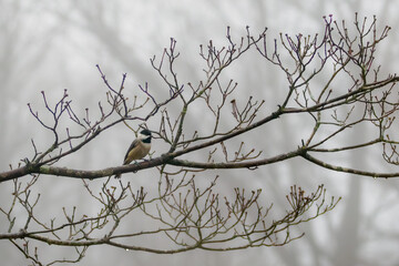 Carolina Chickadee in the fog