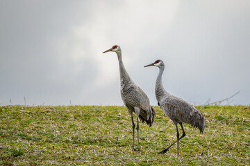 Sandhill Cranes in harvested field