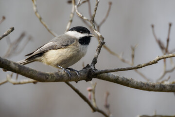 Carolina Chickadee perched on branch