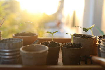Outdoor gardening small sprout growing plant in paper pots