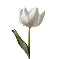 white tulip isolated on transparent background, png