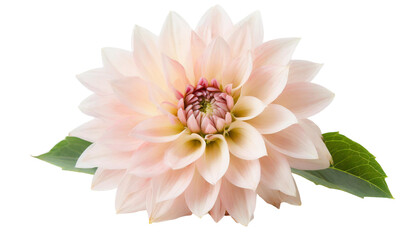 Beautiful pink dahlia flower isolated on transparent background.