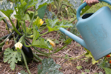 Arrosage et récupération d'eau de pluie dans un jardin potager..