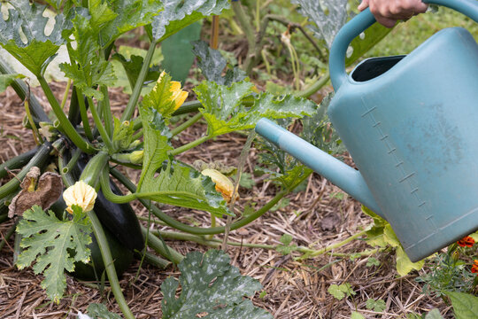 Arrosage et r&eacute;cup&eacute;ration d'eau de pluie dans un jardin potager..