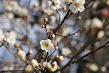 梅　Chinese plum