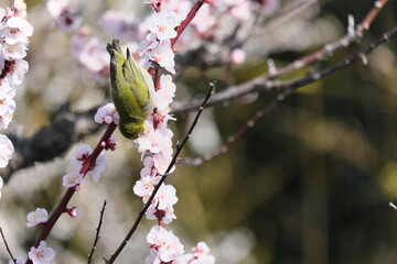 梅とメジロ　Plum and whitebait