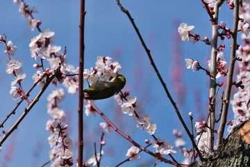 梅とメジロ　Plum and whitebait