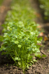 Cilantro growing at an organic farm in New Hampshire, USA.