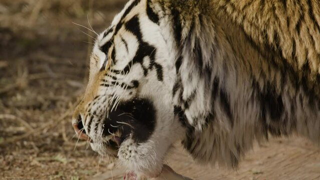 Close up orange tiger eating in slow motion close up