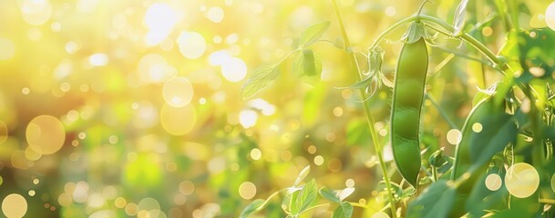 Obraz premium green peas with bokeh background in a field, light gold and yellow, ethereal abstract, color photography, lens flares