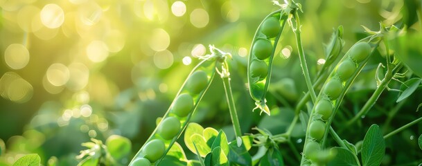 green peas with bokeh background in a field, light gold and yellow, ethereal abstract, color photography, lens flares - obrazy, fototapety, plakaty