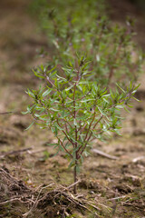Summer savory growing at an organic farm in New Hampshire, USA.