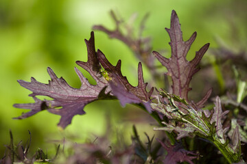 Purple mizuna growing at an organic farm in New Hampshire, USA.