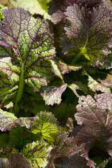 Purple mustard growing at an organic farm in New Hampshire, USA.