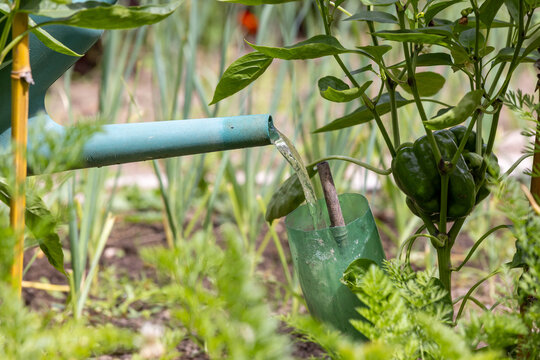 Arrosage et r&eacute;cup&eacute;ration d'eau de pluie dans un jardin potager.