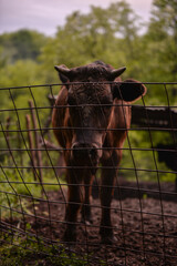 Ruminantia bovidae domestic animals at the farm. Portrait of a calf outside