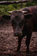 Ruminantia bovidae domestic animals at the farm. Portrait of a calf outside