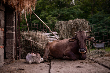 Portrait of two beautiful cows, mother and kid sitting in the barn in spring season. Animal from the farm making part of Bovidae family showing love to each other