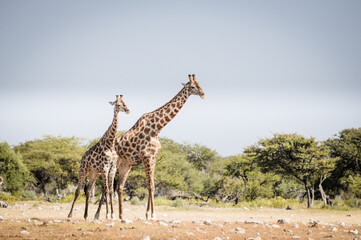 giraffes in wildlife, safari in etosha namibia africa