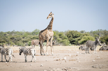 Fototapeta na wymiar giraffes in wildlife, safari in etosha namibia africa