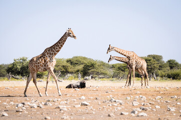 giraffes in wildlife, safari in etosha namibia africa
