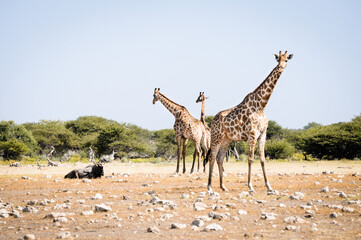 giraffes in wildlife, safari in etosha namibia africa
