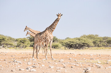 giraffes in wildlife, safari in etosha namibia africa