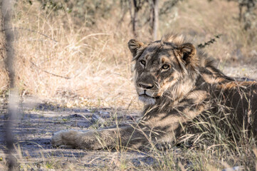 lion, big five of safari animals, wildlife in etosha namibia africa
