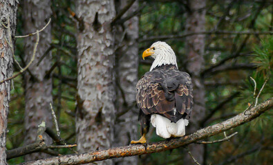 Beautiful and majestic bald eagle, a bird of prey, perched on a tree branch, from behind.