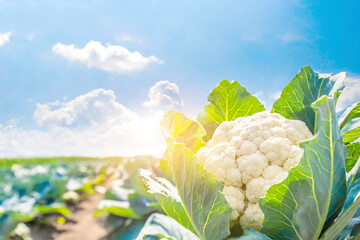 Blumenkohl auf einem Feld 