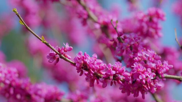 European Scarlet. Judas Tree - Cercis Siliquastrum Blossoms In Springtime. Pink Flowers. Close up.