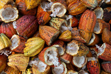 Cocoa pods containing cocoa beans, the raw material for making chocolate