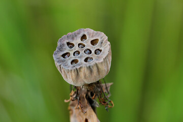 lotus pod flowers