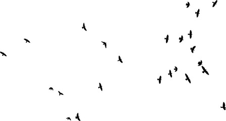 Nuée d'Oiseaux en vol, vecteur noir fond transparent  - obrazy, fototapety, plakaty