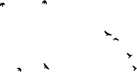 Nuée d'Oiseaux en vol, vecteur noir fond transparent  - obrazy, fototapety, plakaty