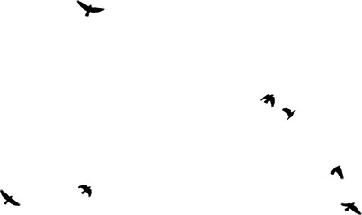 Nuée d'Oiseaux en vol, vecteur noir fond transparent 