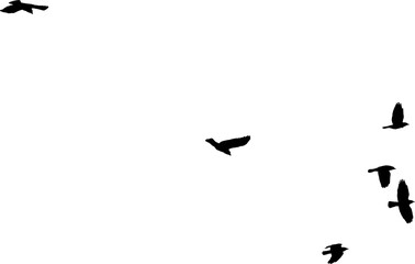 Nuée d'Oiseaux en vol, vecteur noir fond transparent 