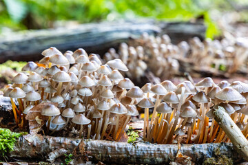 Oyster mushrooms are grown on tree stumps