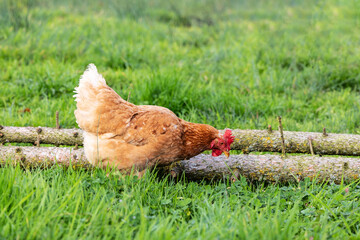 Photo of a red chicken on a green background