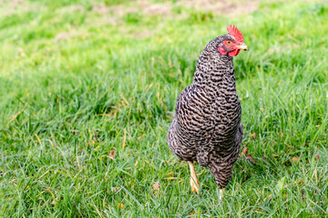Photo of a Cuckoo chicken on a green background