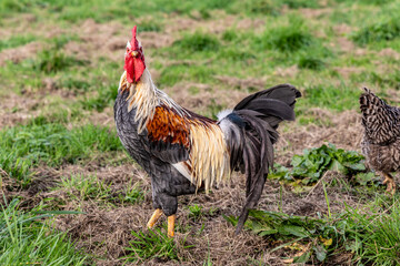 Rooster grazing on green grass outside