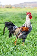 Rooster grazing on green grass outside