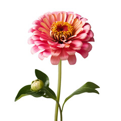 zinnia isolated on transparent background, png