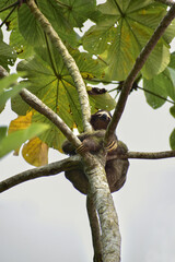 Sloth holding on tree