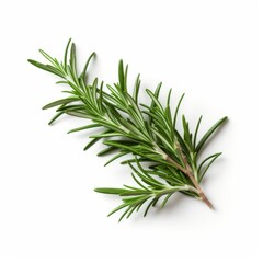 Fototapeta premium Fresh rosemary on a white background.
