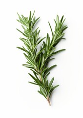 Fototapeta premium Fresh rosemary on a white background.